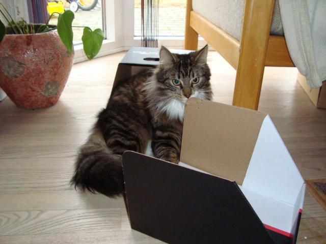 Blanding af racer McQueen (tidl. kat) - 1 år billede 11