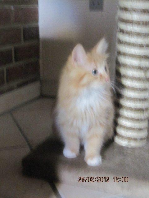 Blanding af racer Oliver billede 1