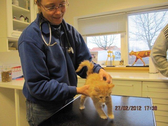 Blanding af racer Oliver billede 3