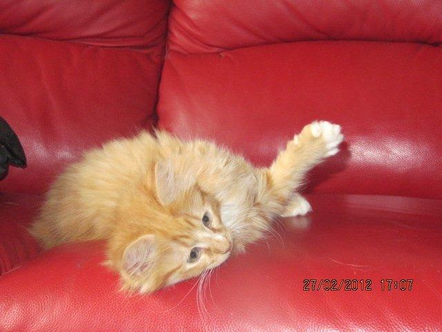 Blanding af racer Oliver billede 4