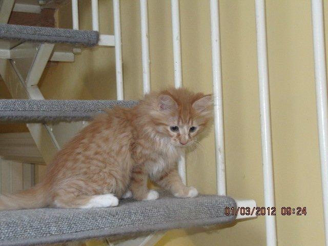 Blanding af racer Oliver billede 5