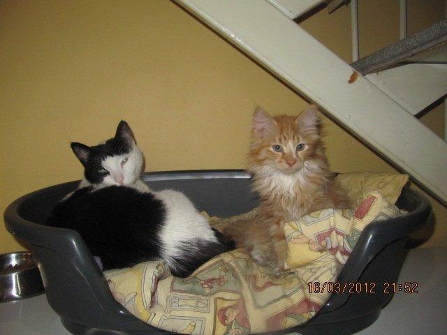 Blanding af racer Oliver billede 7