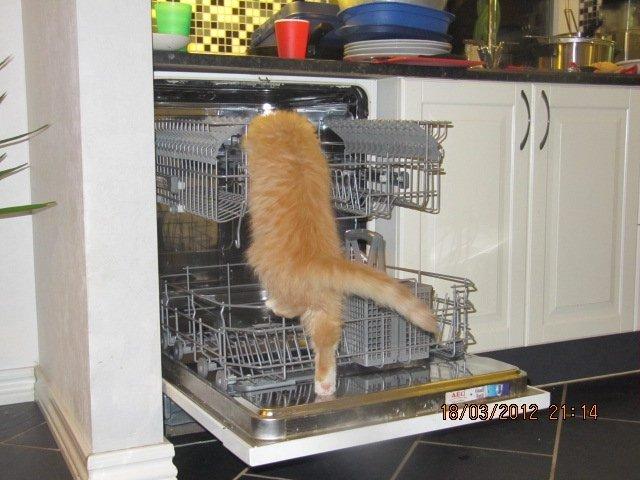 Blanding af racer Oliver billede 8