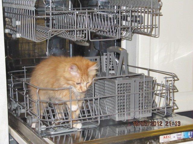 Blanding af racer Oliver billede 9