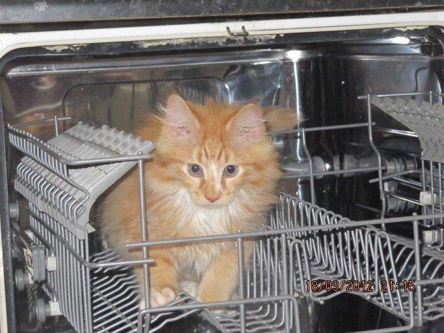 Blanding af racer Oliver billede 10