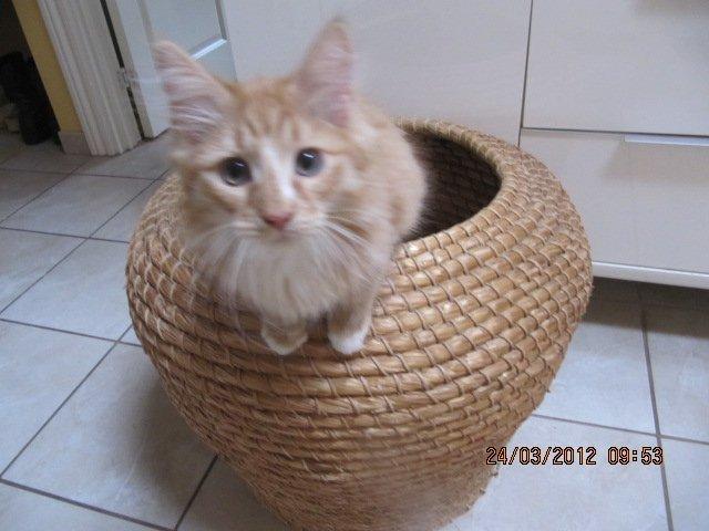 Blanding af racer Oliver billede 11