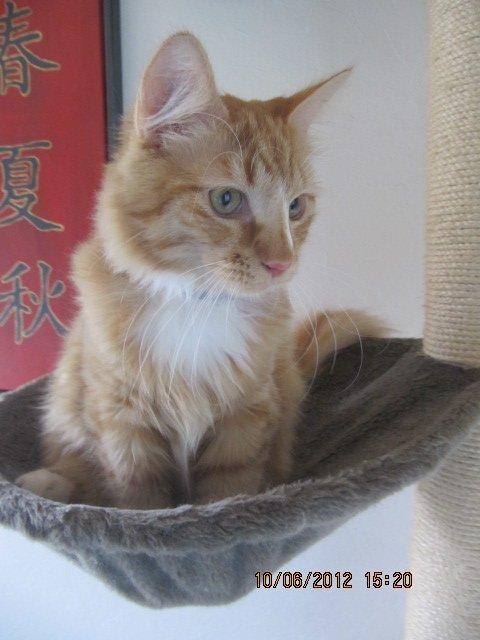 Blanding af racer Oliver billede 12