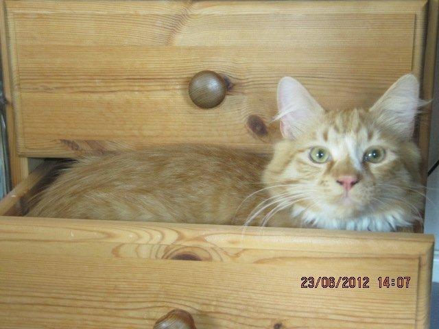 Blanding af racer Oliver billede 13