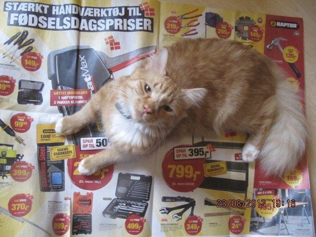 Blanding af racer Oliver billede 14