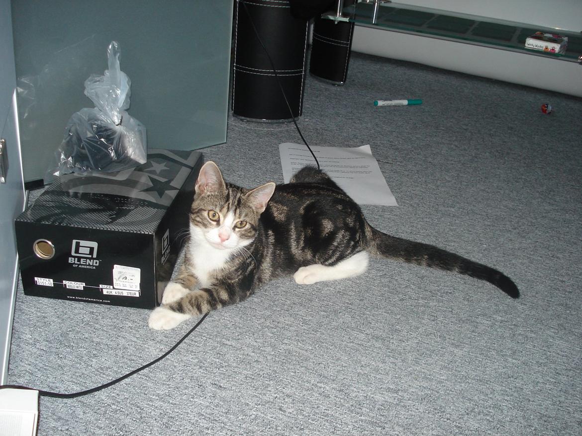 Blanding af racer Ferdinand billede 1