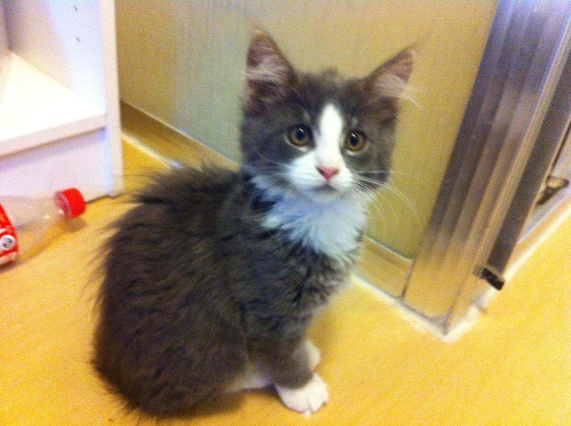 Maine Coon Bibs billede 2