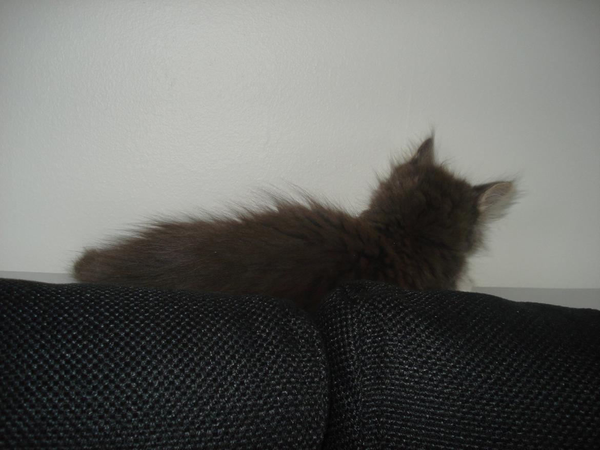 Maine Coon Bibs billede 3