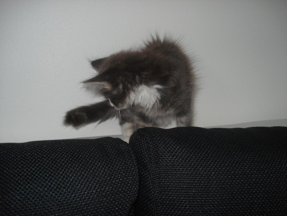 Maine Coon Bibs billede 4