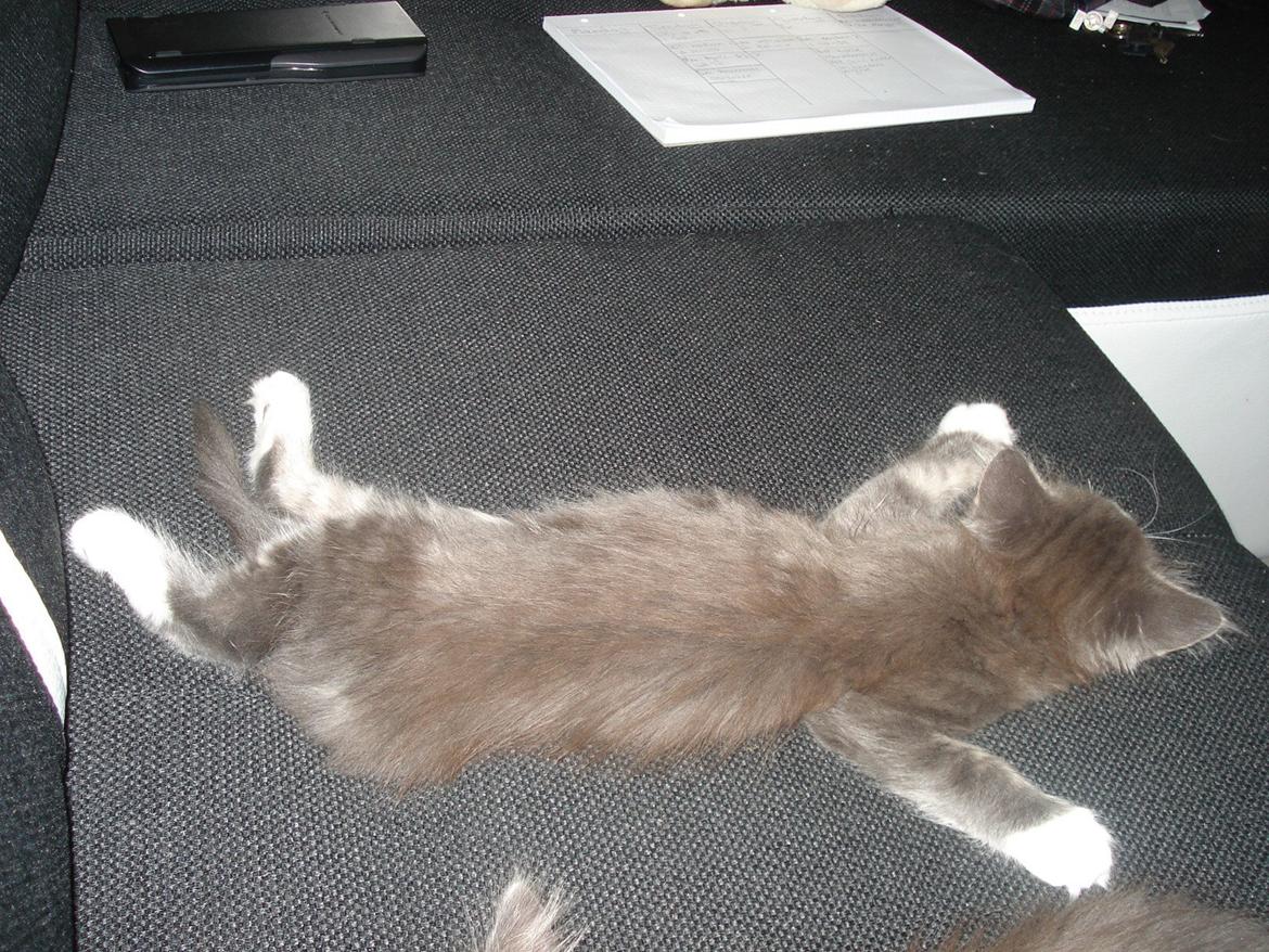 Maine Coon Bibs billede 5