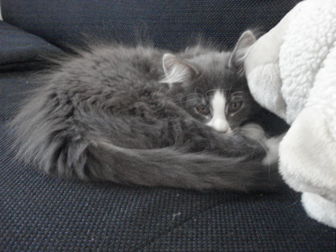 Maine Coon Bibs billede 6