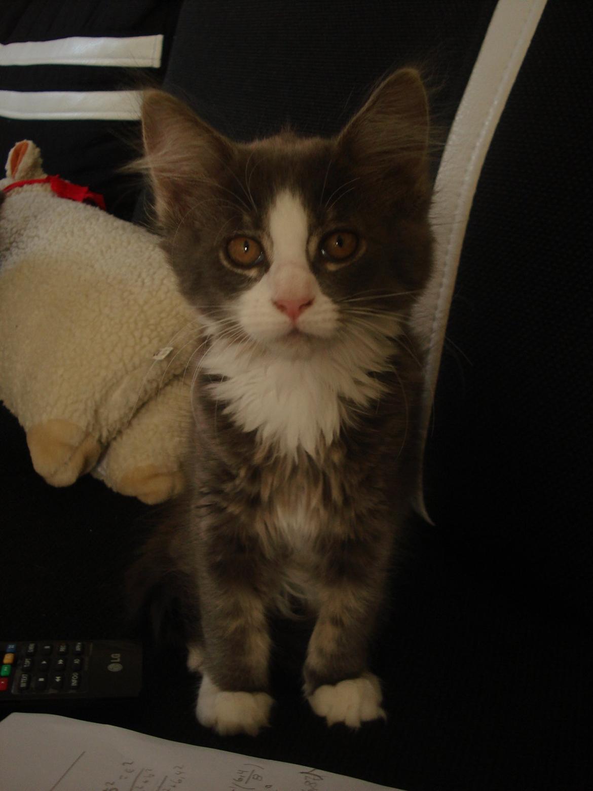 Maine Coon Bibs billede 7