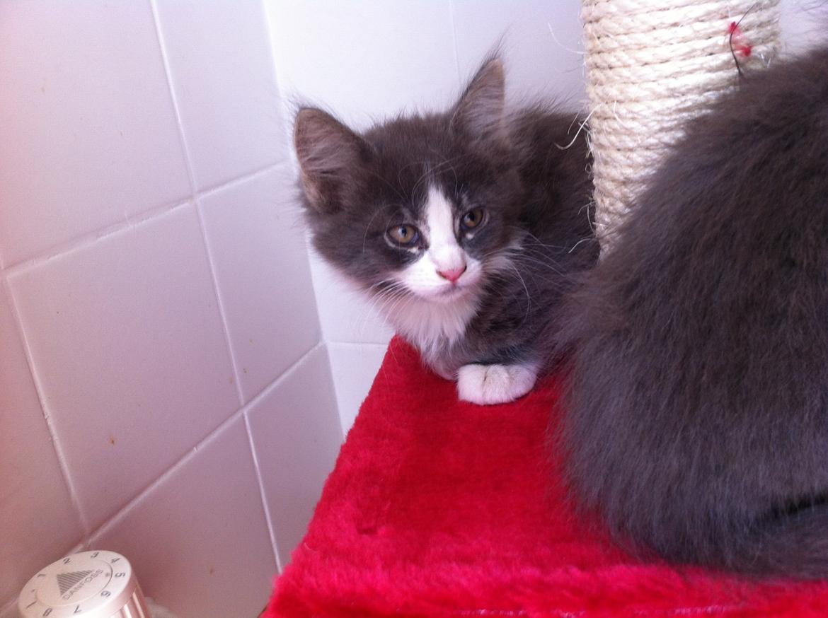 Maine Coon Bibs billede 8