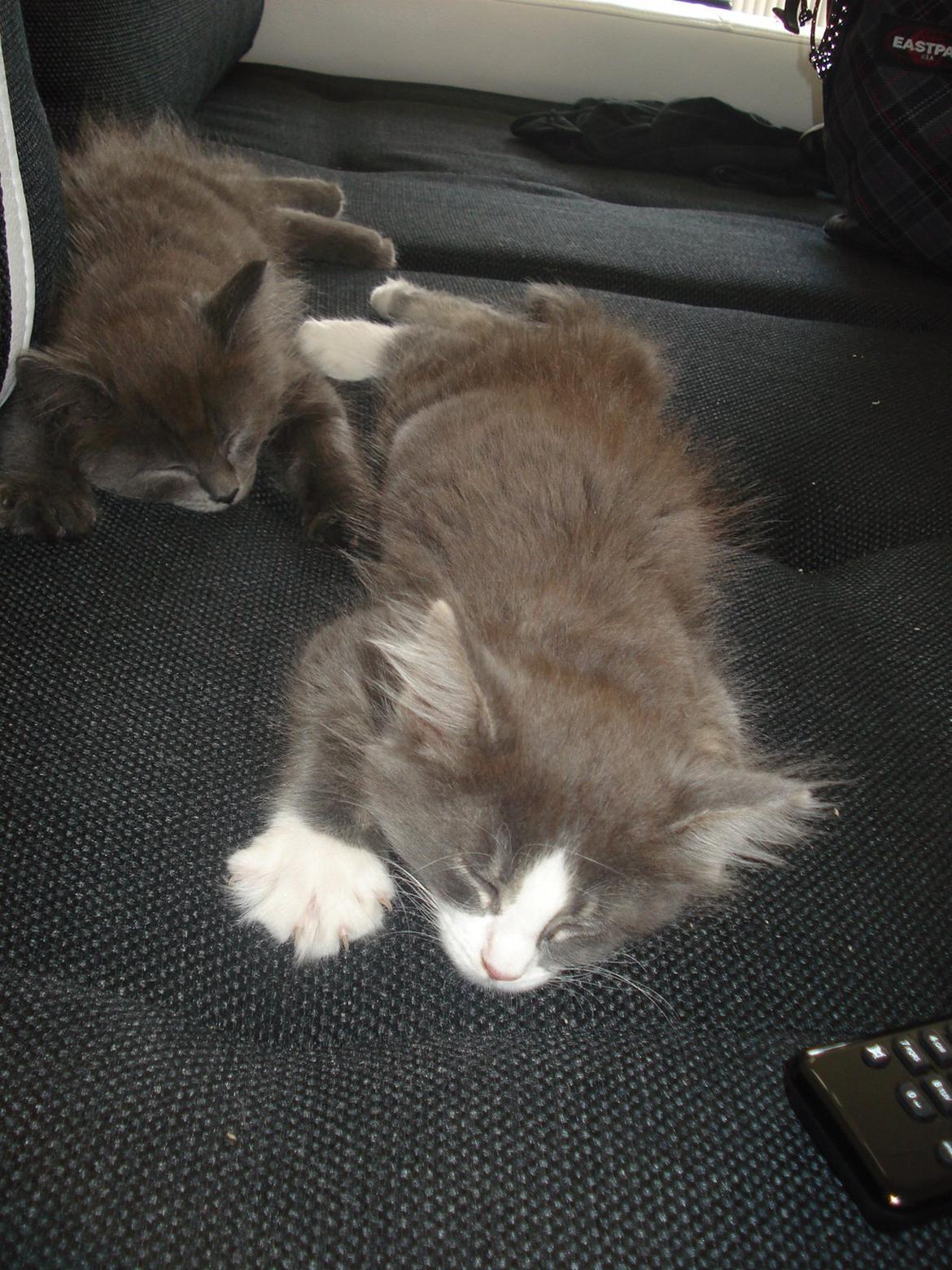 Maine Coon Bibs billede 9