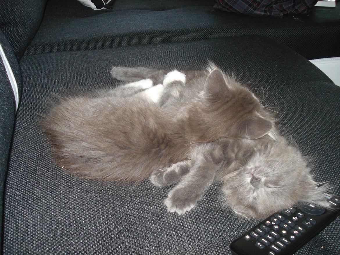 Maine Coon Bibs billede 10