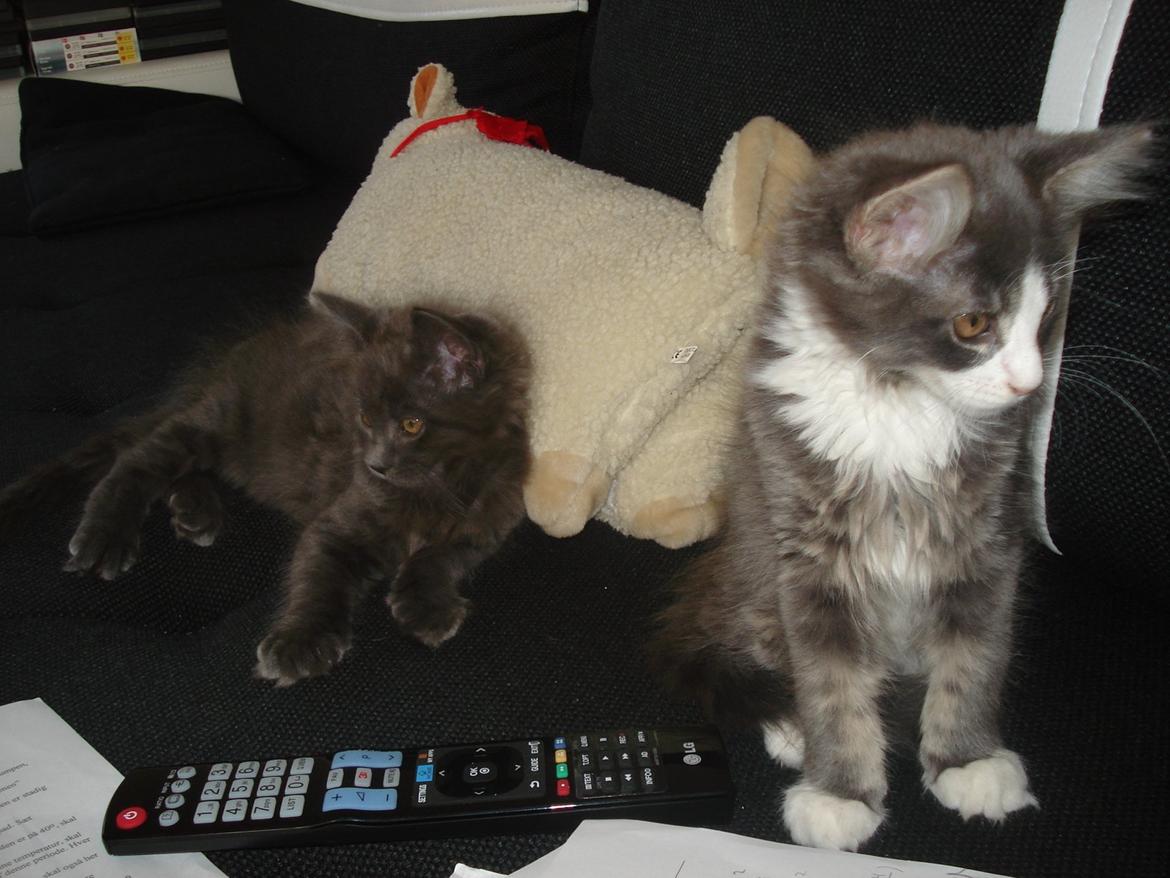 Maine Coon Bibs billede 12