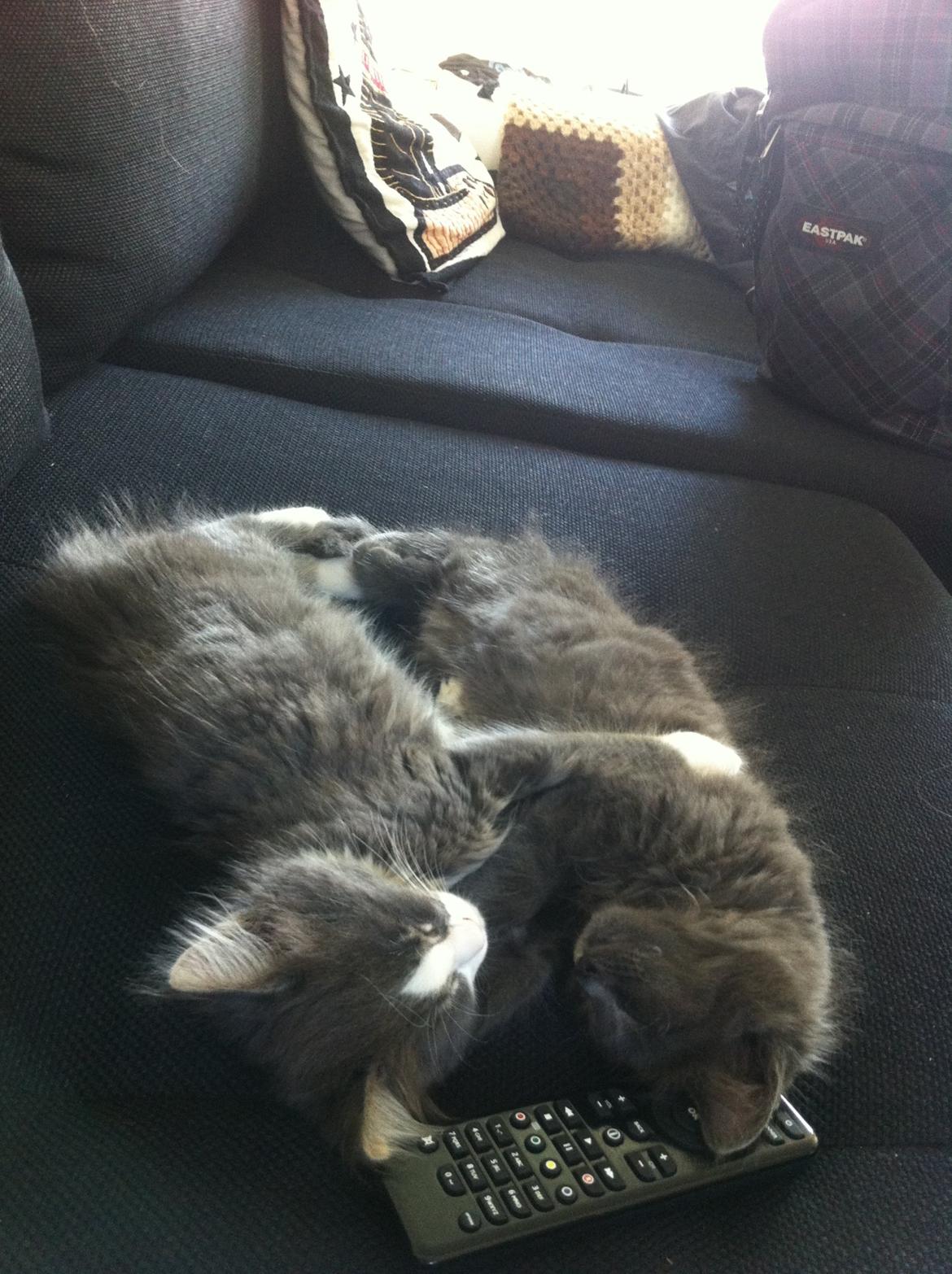 Maine Coon Bibs billede 13