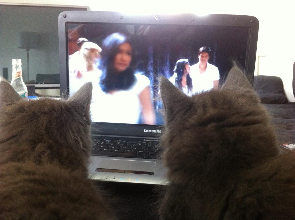 Maine Coon Bibs billede 14