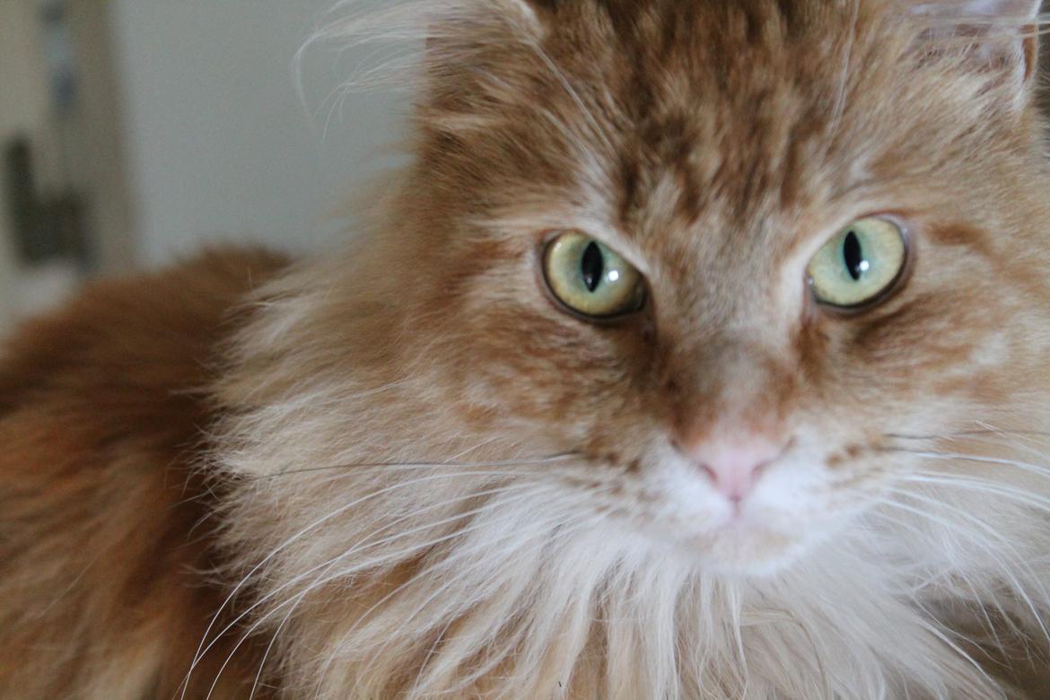 Blanding af racer Wonkey billede 1