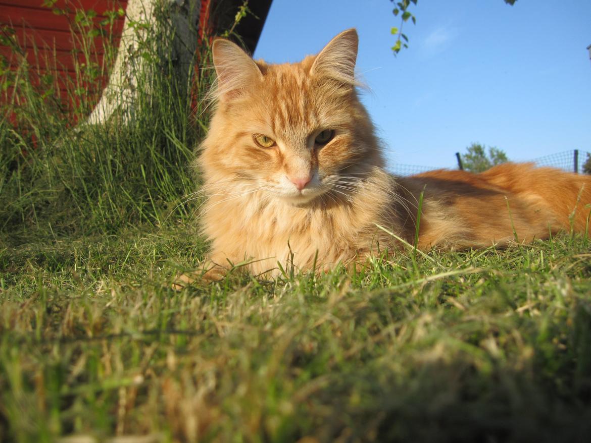 Blanding af racer Wonkey billede 2