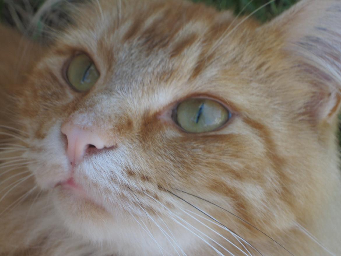 Blanding af racer Wonkey billede 3