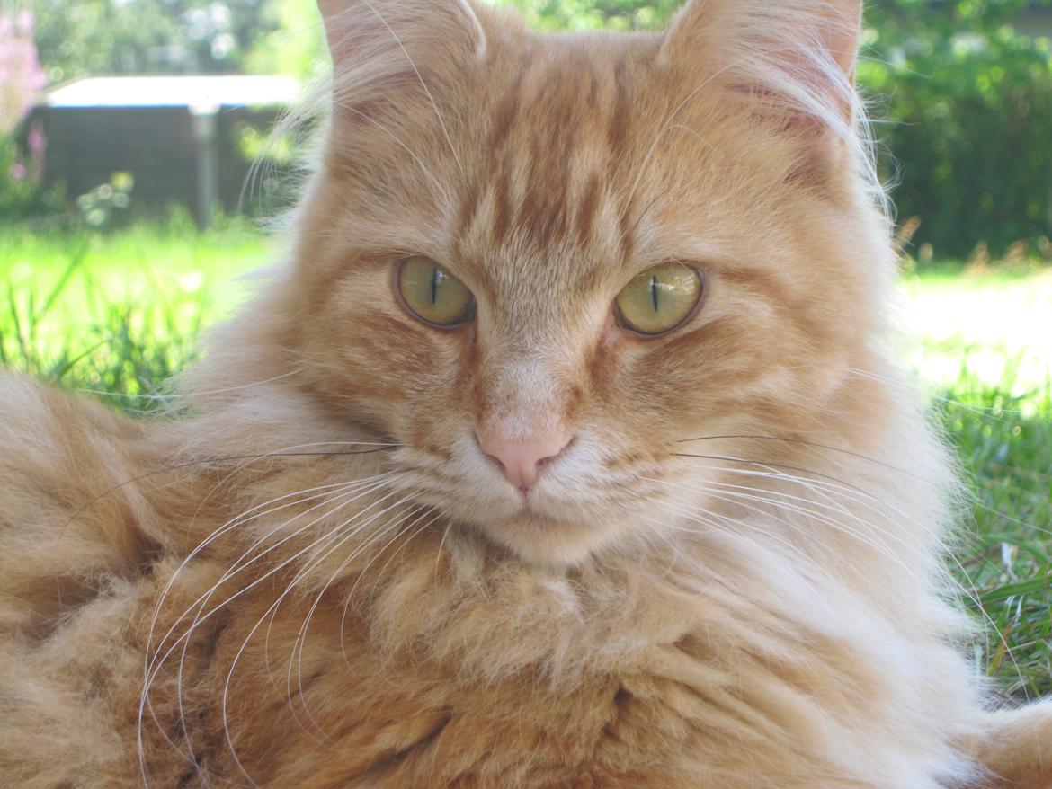 Blanding af racer Wonkey billede 4