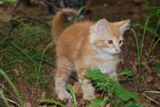 Blanding af racer Wonkey billede 5