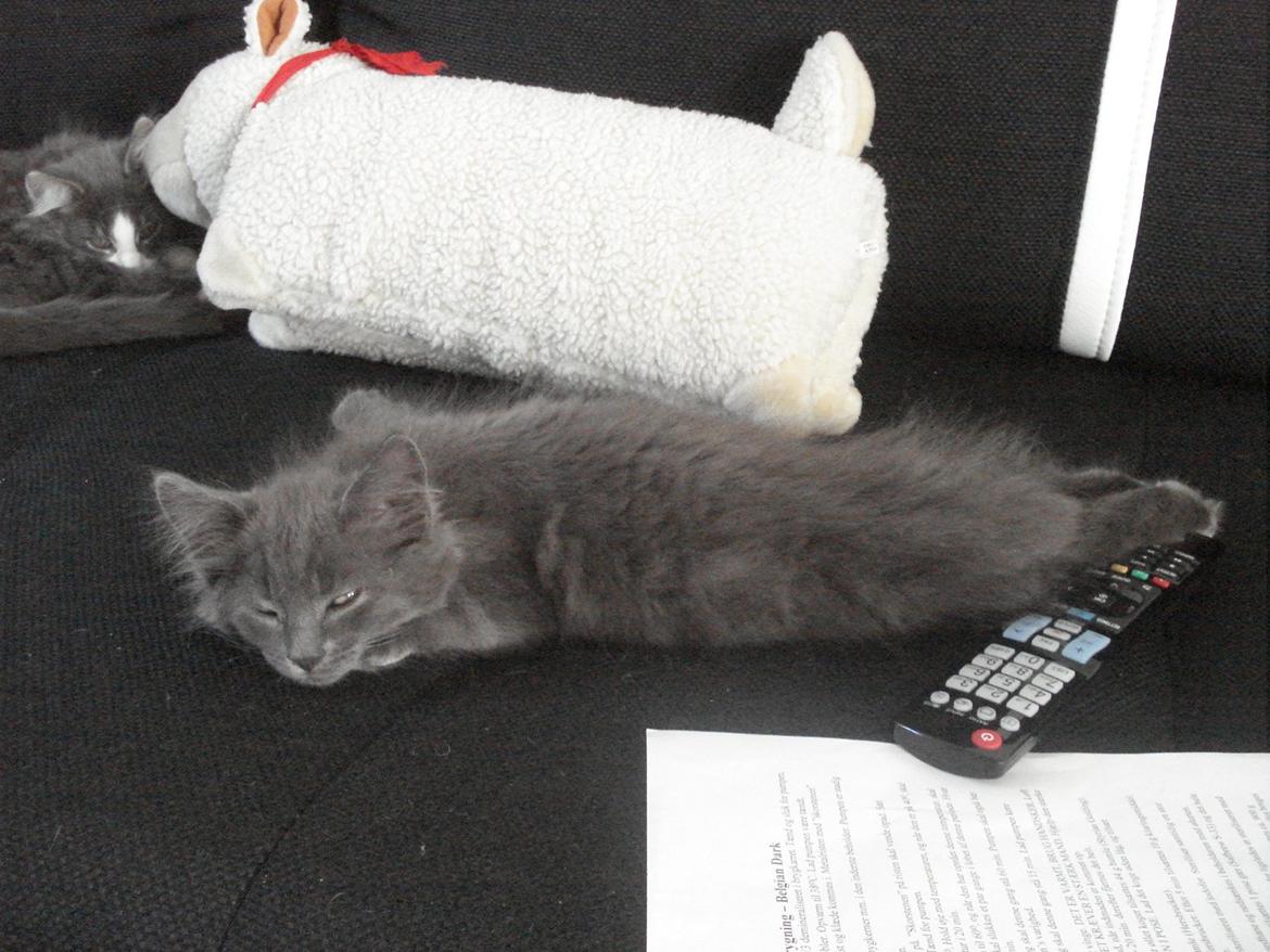 Maine Coon Trold - Chiller på sofaen billede 3