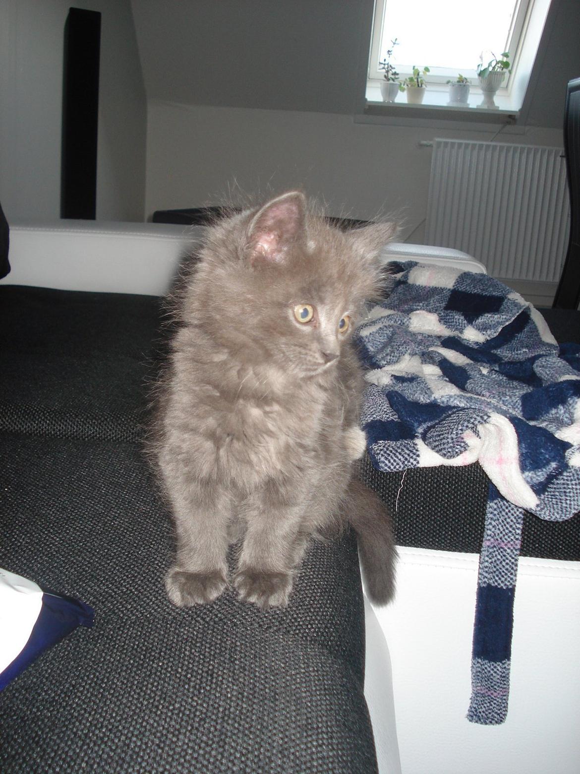 Maine Coon Trold billede 4