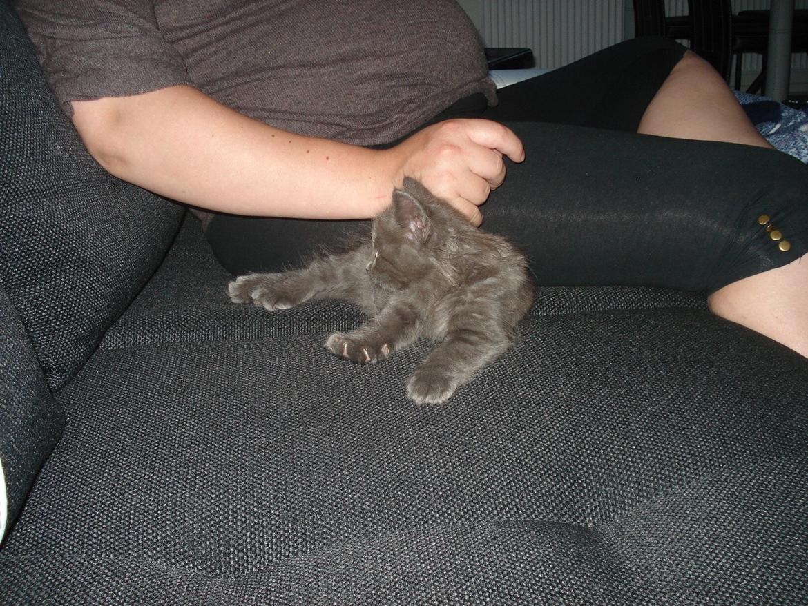 Maine Coon Trold billede 5