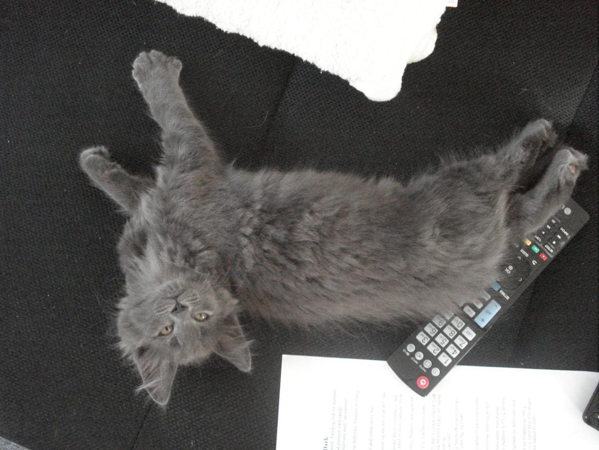 Maine Coon Trold billede 6