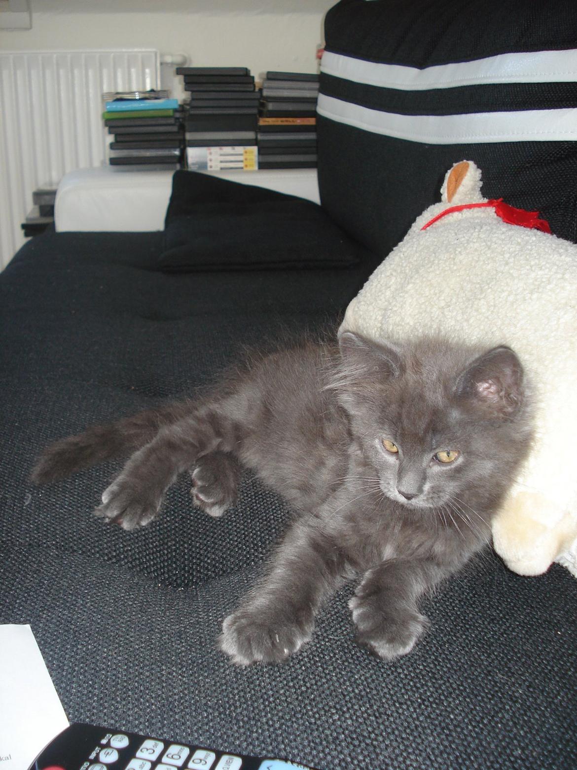 Maine Coon Trold billede 7