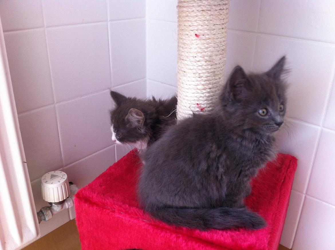 Maine Coon Trold billede 8