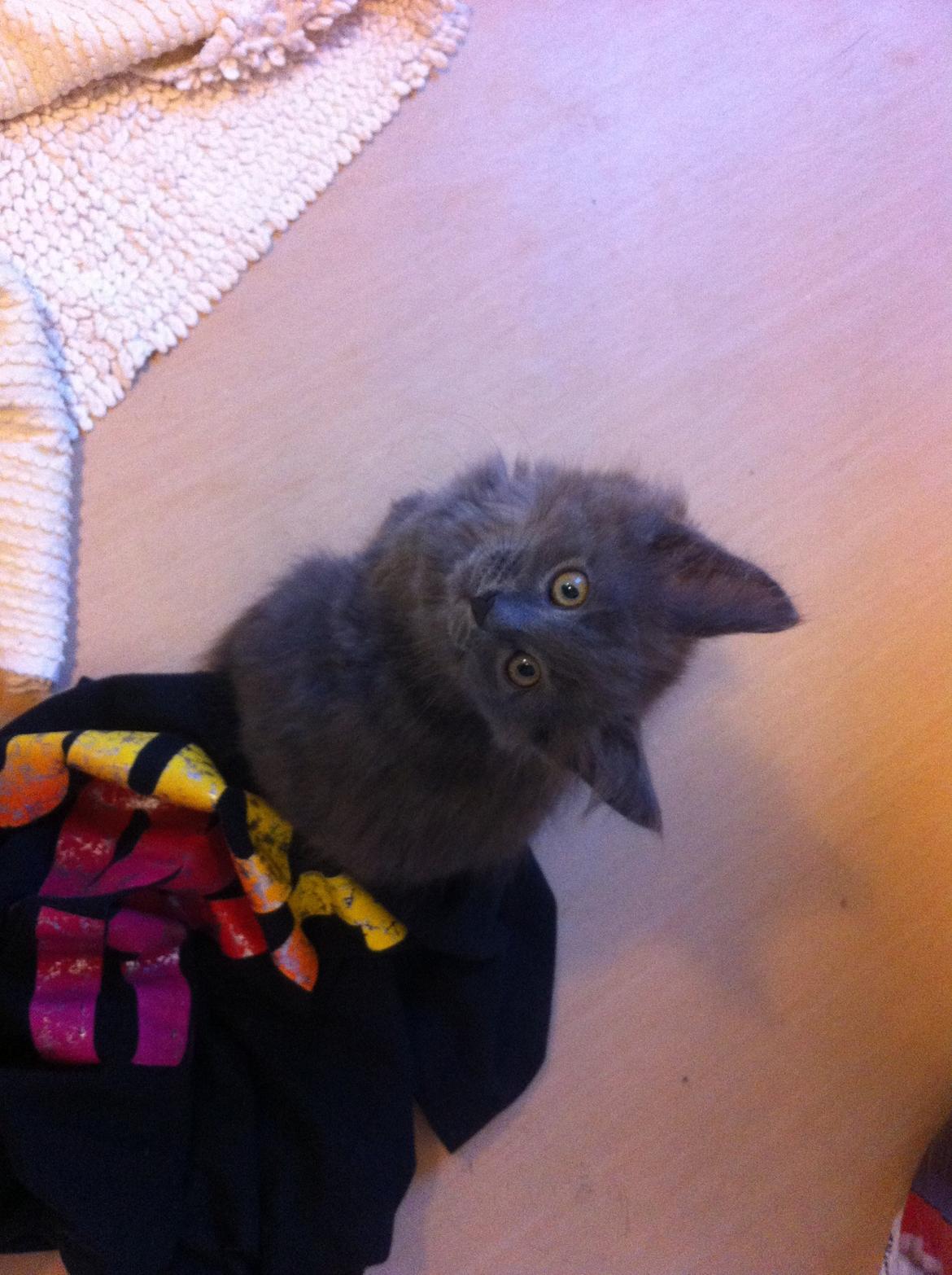 Maine Coon Trold billede 9