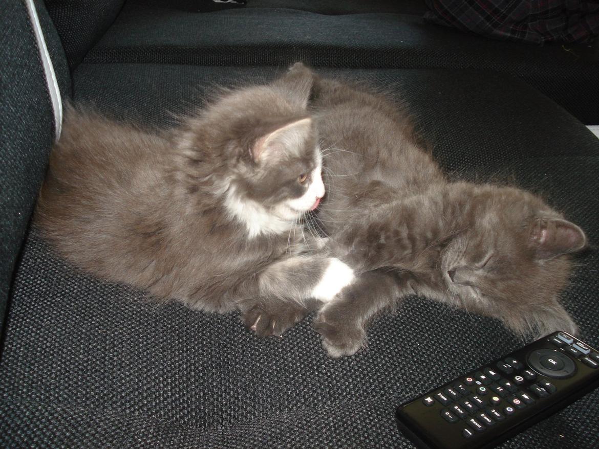 Maine Coon Trold billede 10