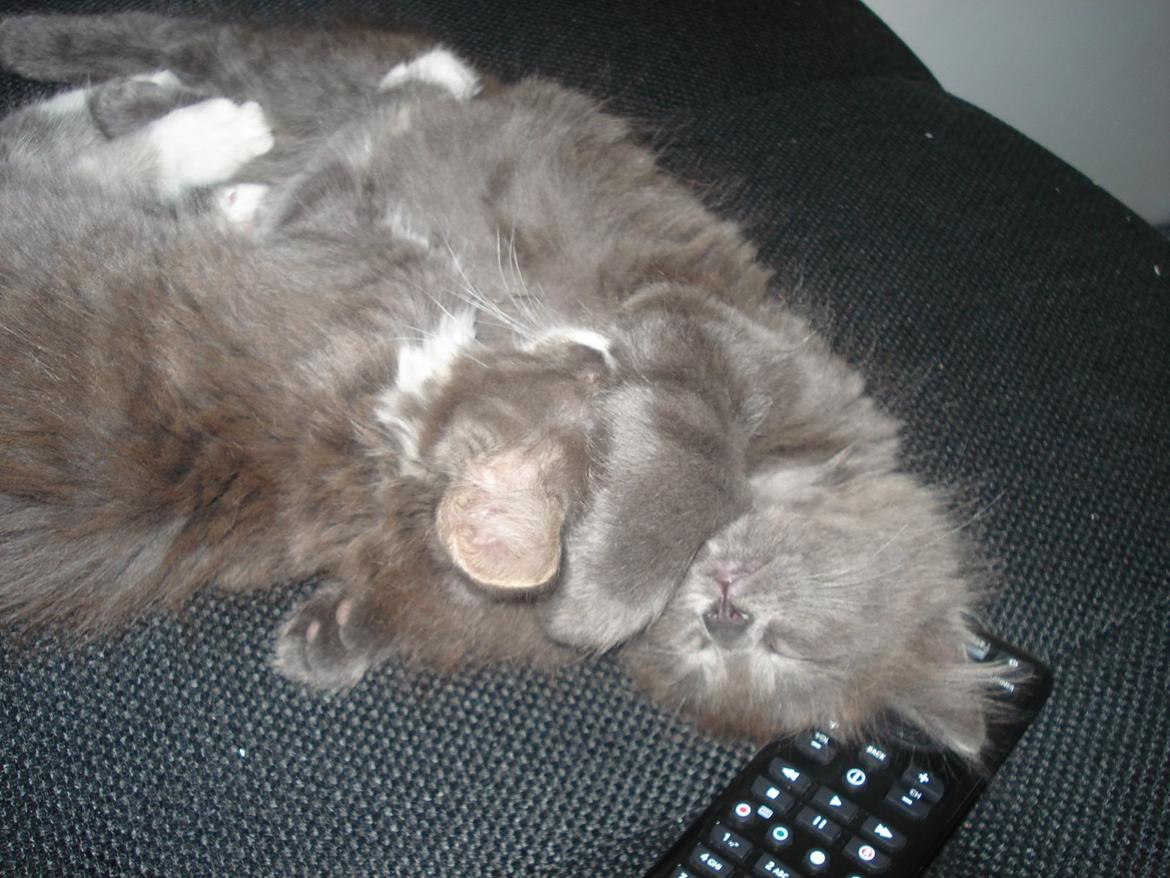 Maine Coon Trold billede 11