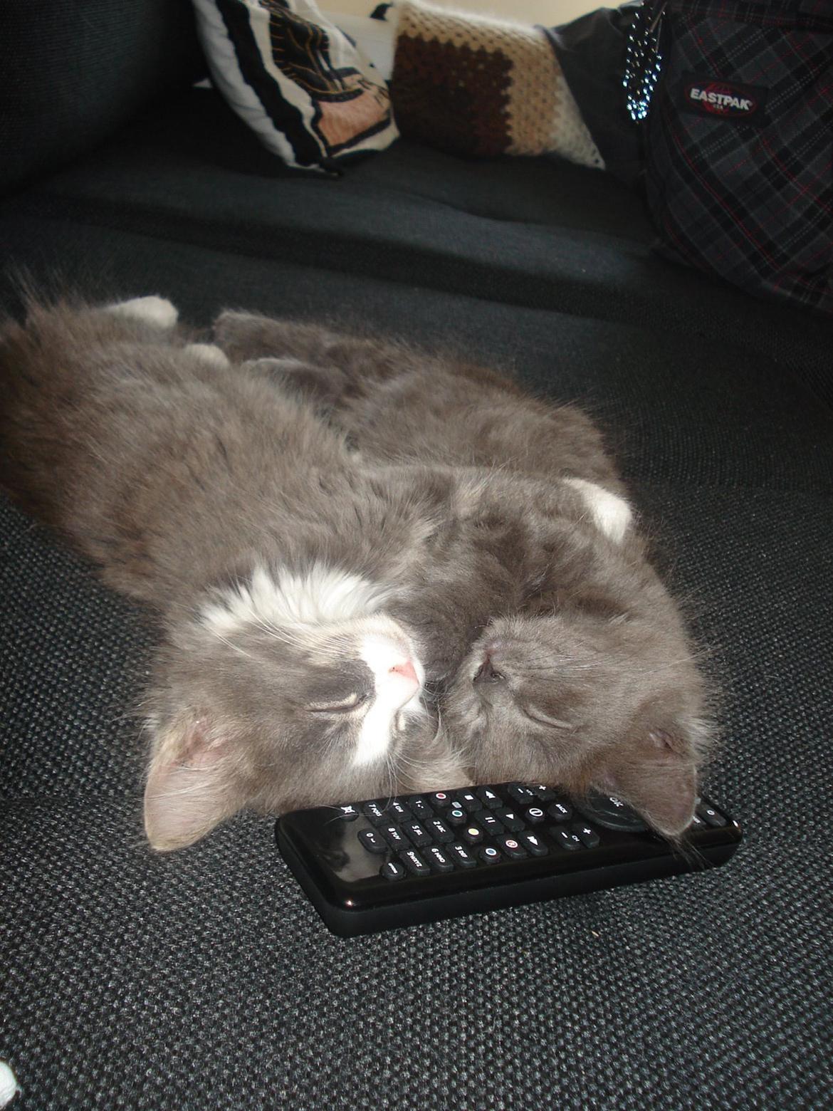 Maine Coon Trold - Krammer :) billede 12