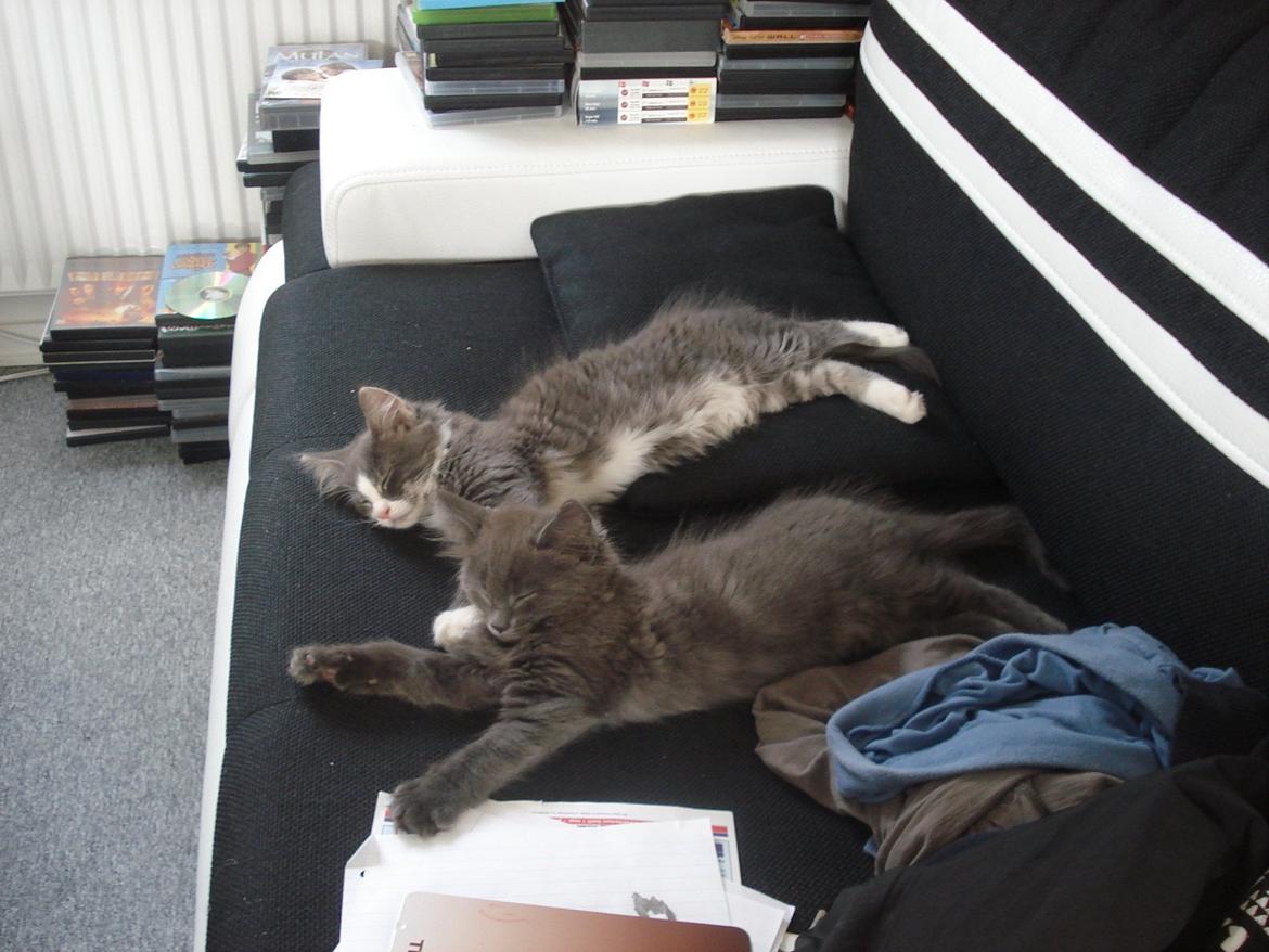 Maine Coon Trold billede 13