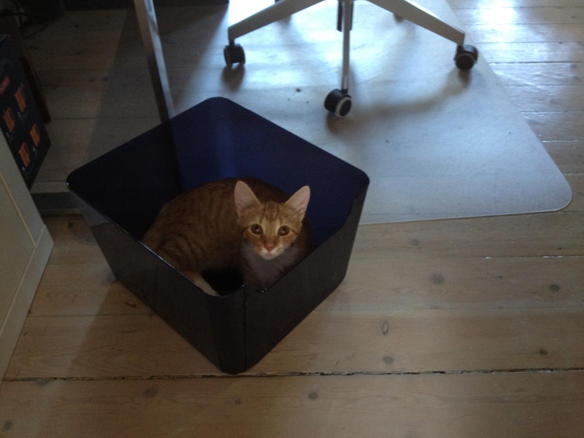 Blanding af racer Luna billede 9