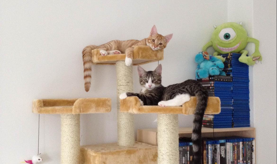 Blanding af racer Luna billede 8