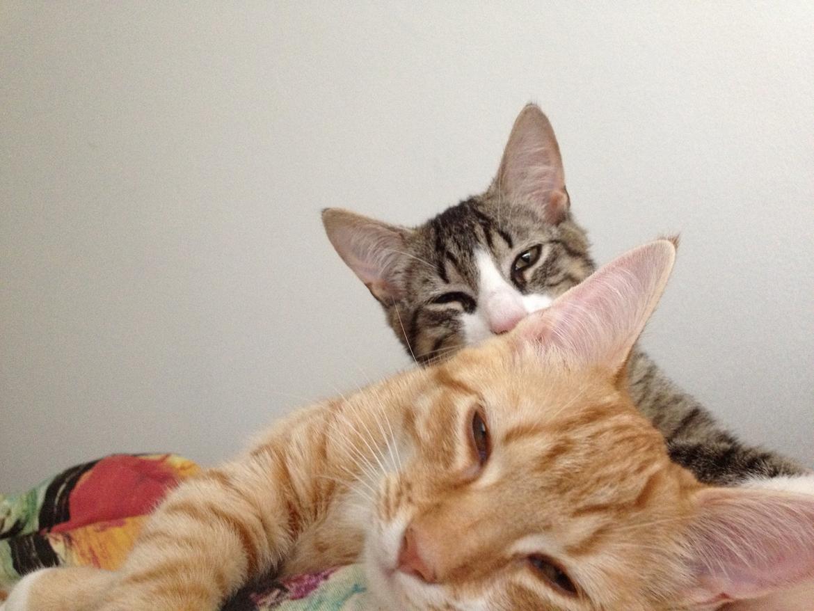 Blanding af racer Luna billede 7