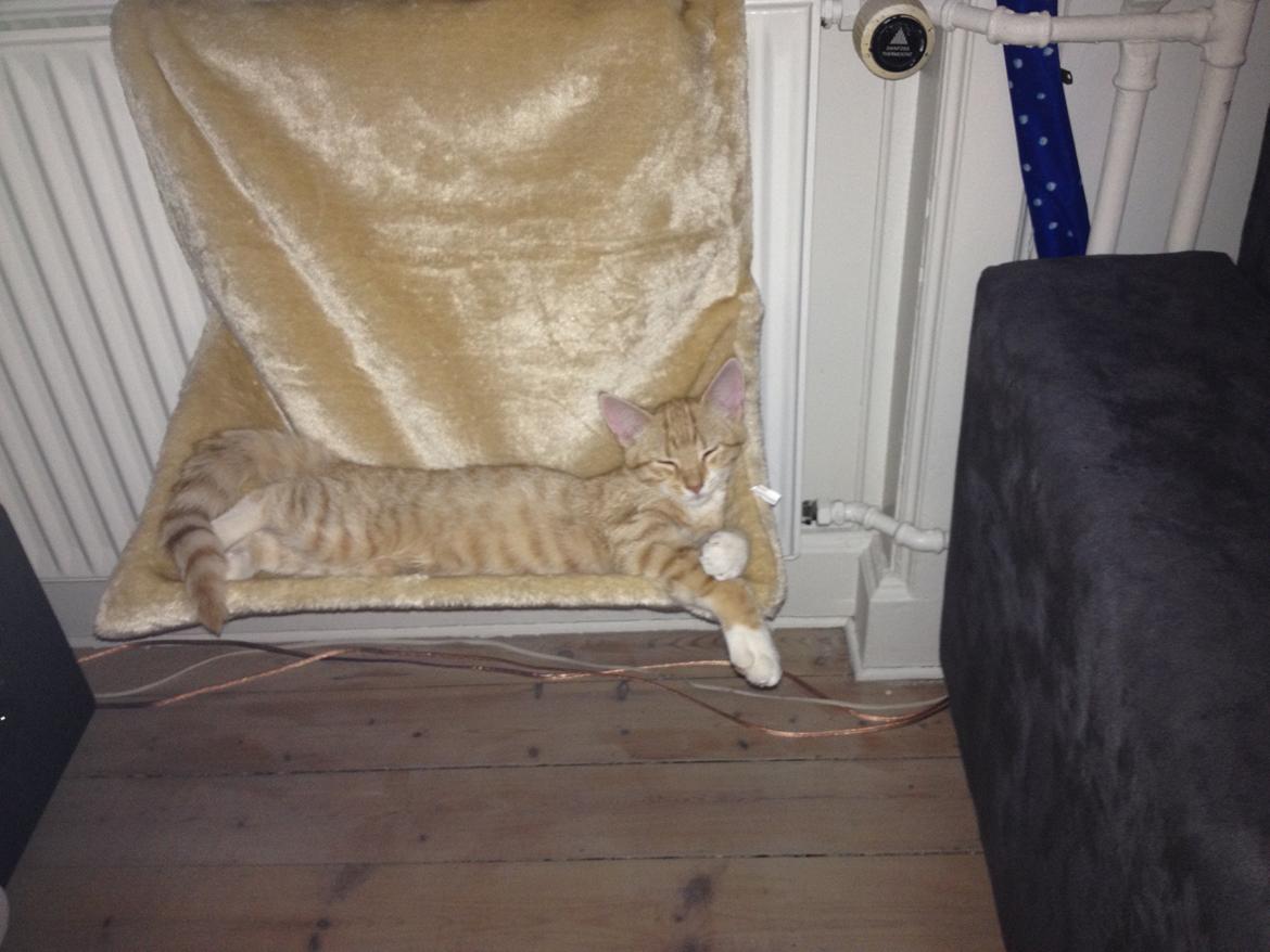 Blanding af racer Luna billede 5