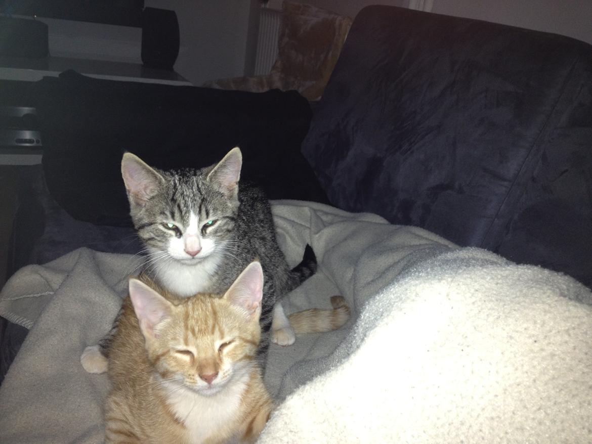 Blanding af racer Luna billede 10