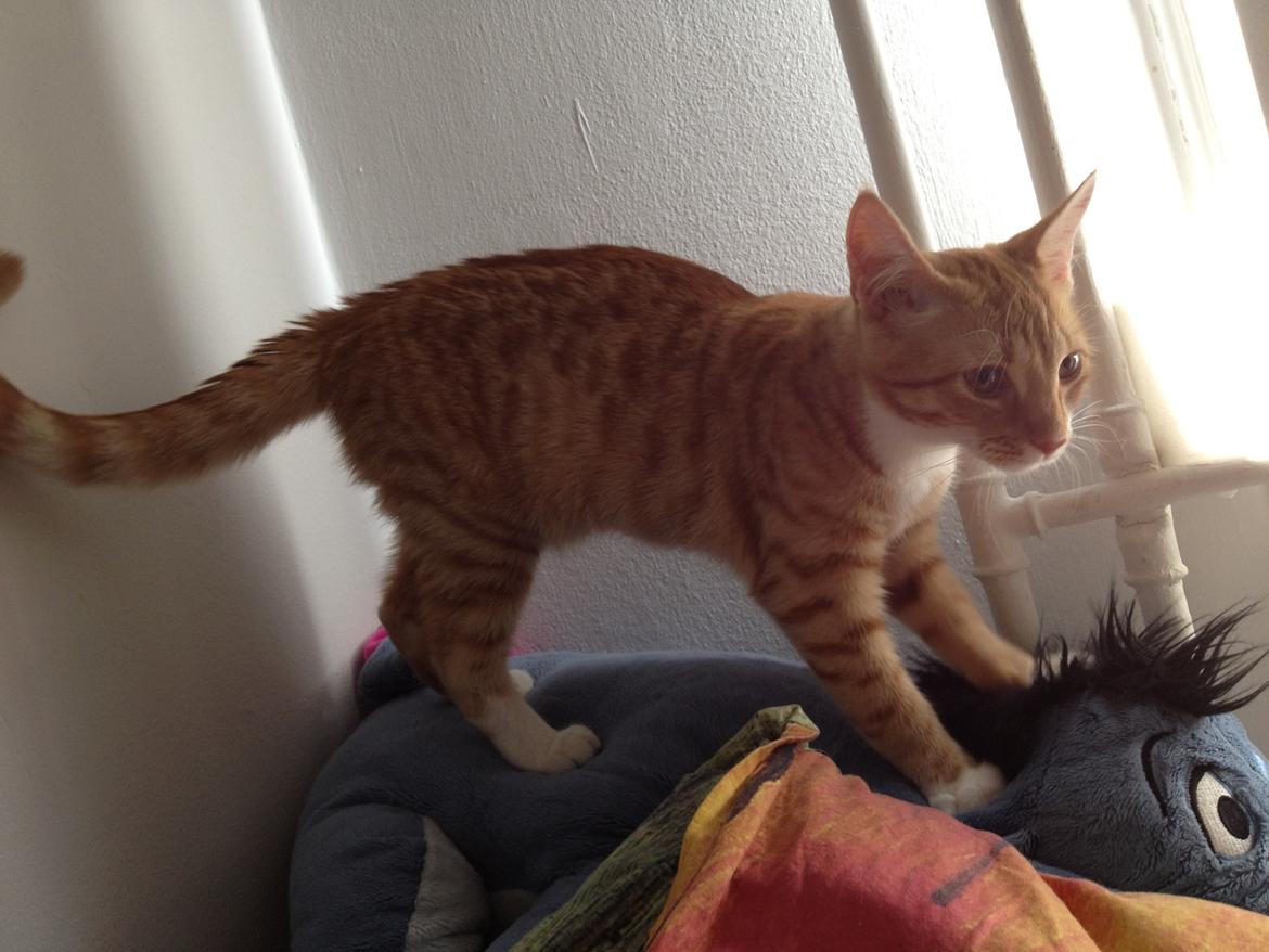 Blanding af racer Luna billede 3