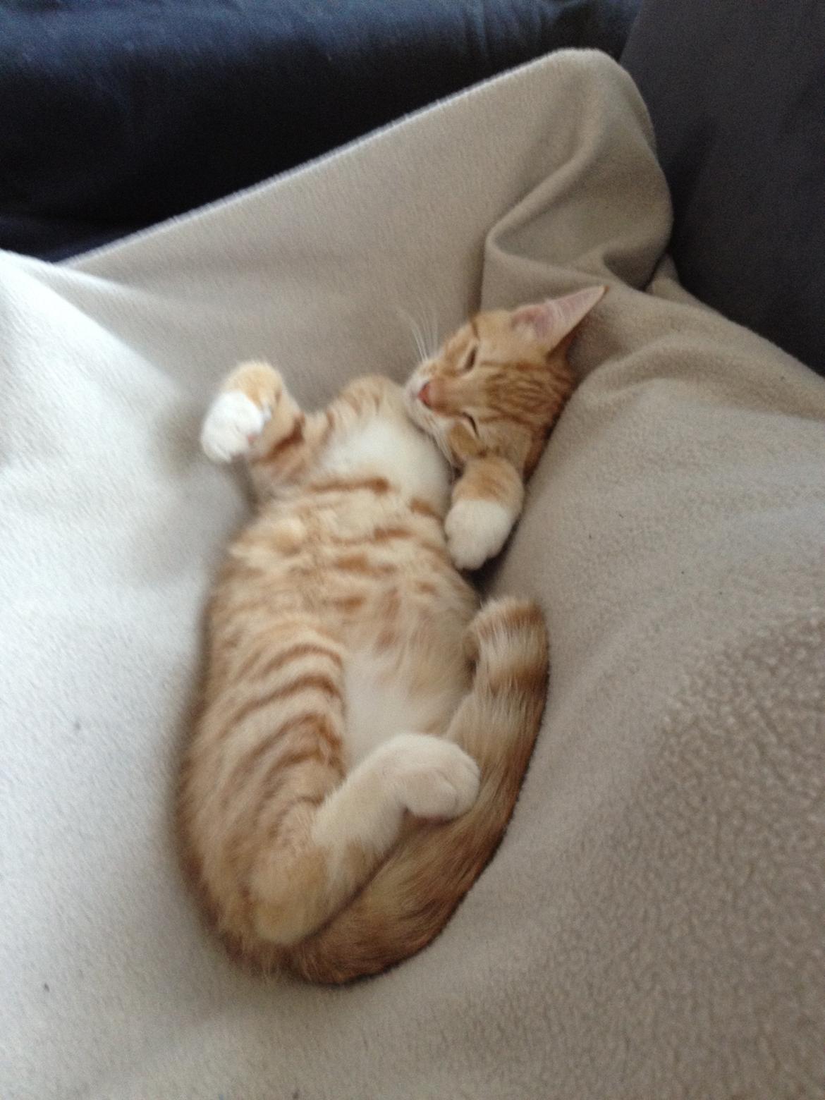 Blanding af racer Luna billede 11