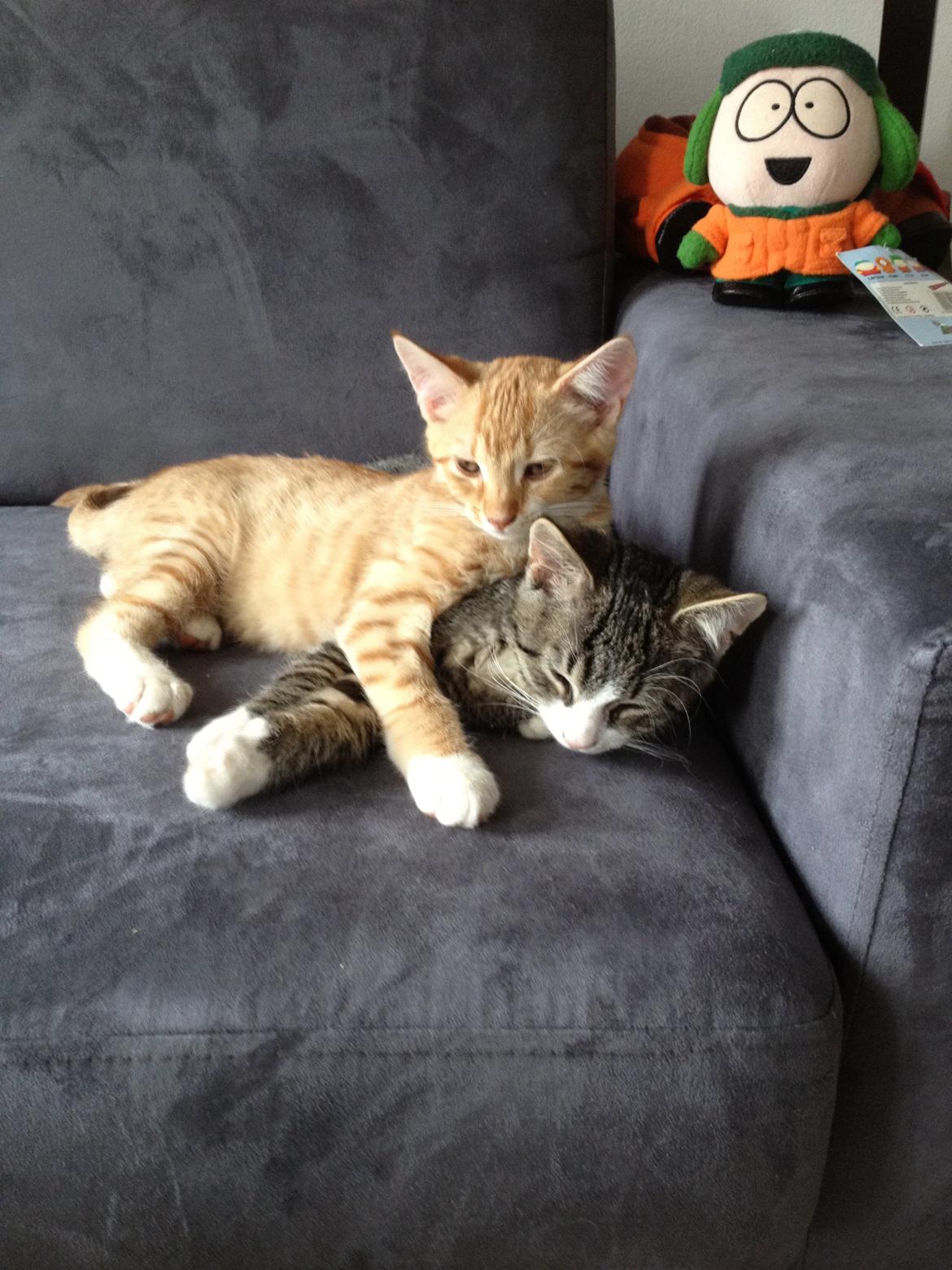 Blanding af racer Luna billede 1